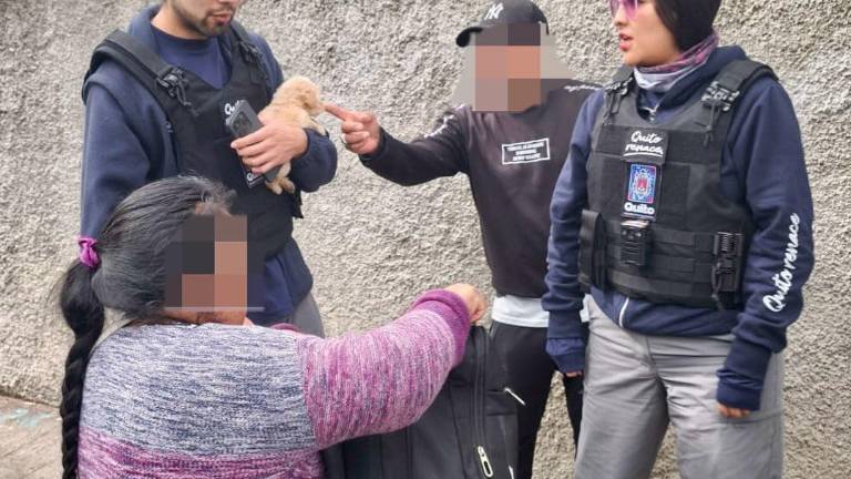 En Quito, rescatan siete cachorros en operativos contra la venta ilegal de animales