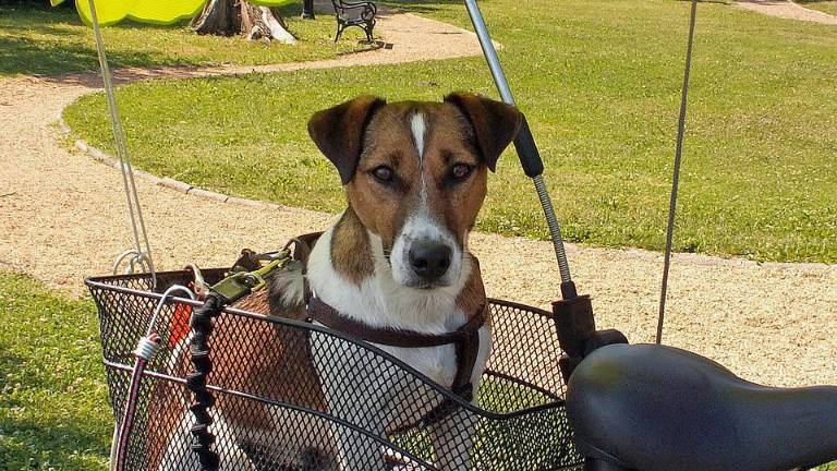 Un ciclopaseo que va por los animales reunirá a ciudadanos y sus perritos este domingo en Guayaquil