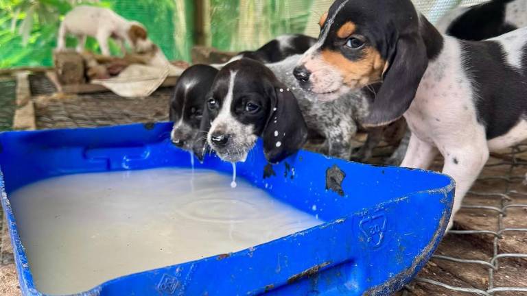 Rescatan a una perra y sus cinco cachorros tras detectar infracciones de bienestar animal en Quito