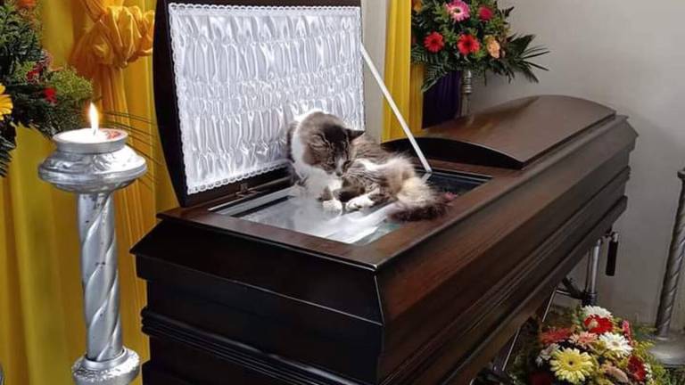 VIDEO: La historia de Nucita, la gatita que no se apartó del ataúd de su dueño durante todo su velorio