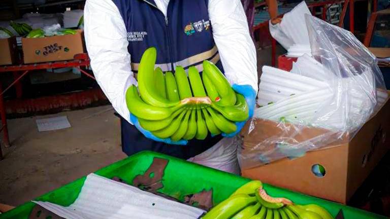 Ecuador está libre de plaga de banano y ofrece ayuda a Perú