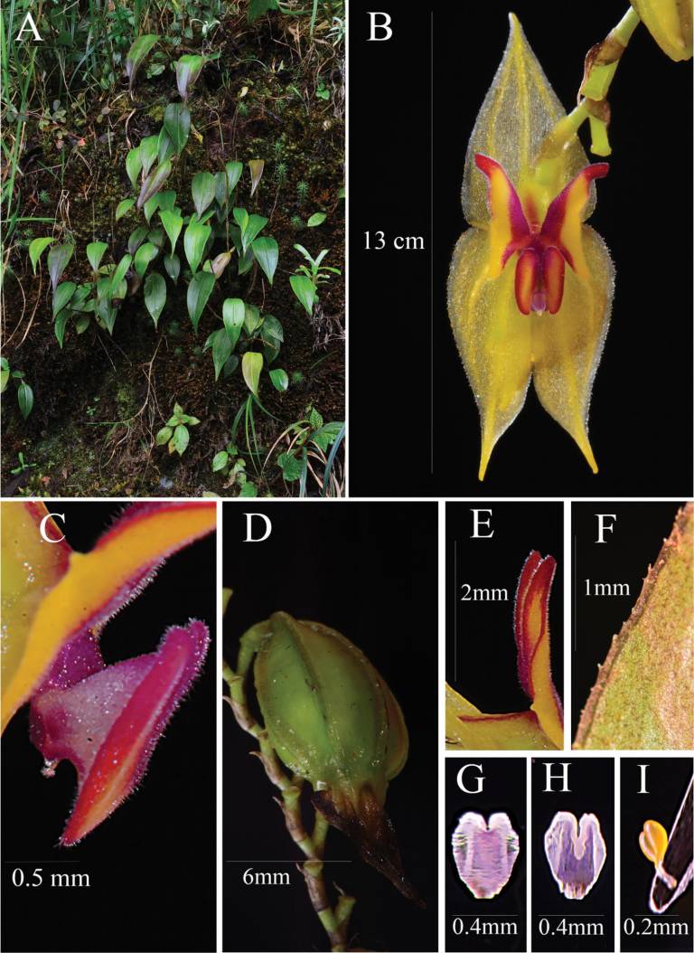 $!Lepanthes microprosartima