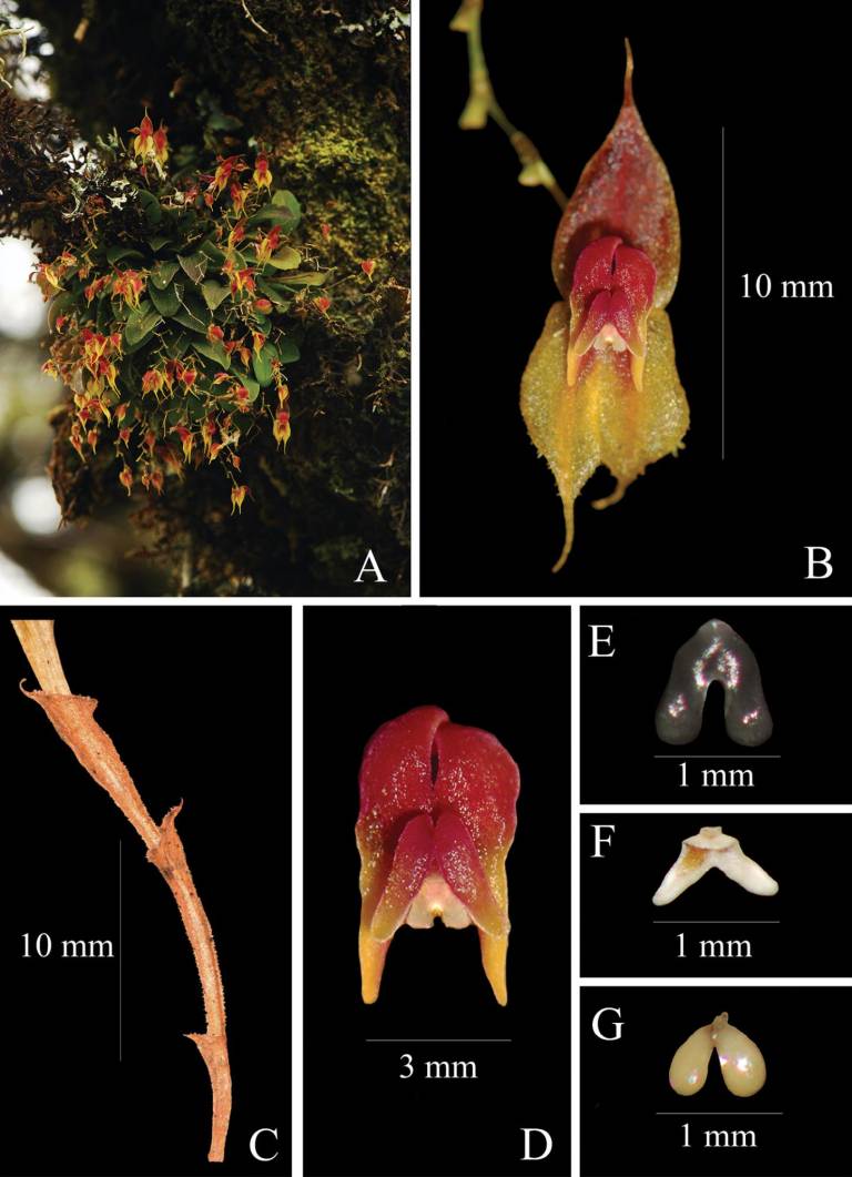 $!Lepanthes oro-lojaensis.