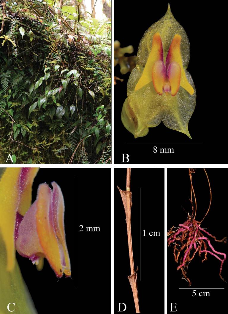 $!Lepanthes caranqui