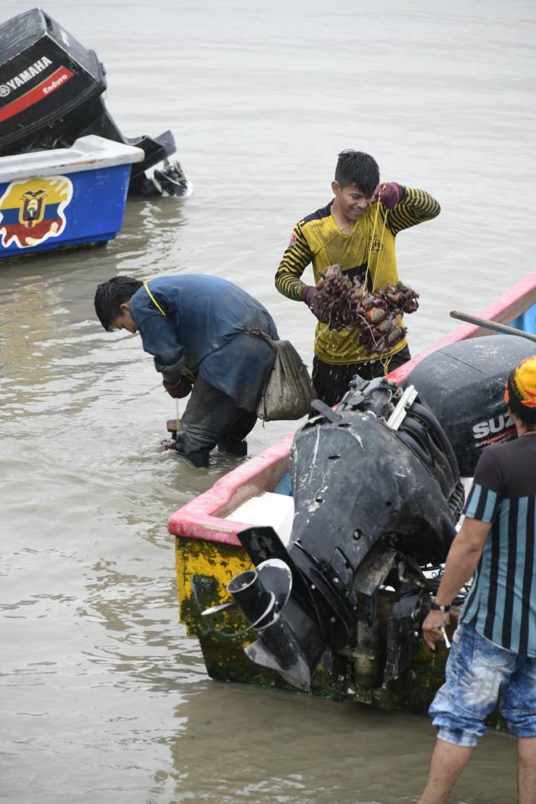 $!La pesca y captura de cangrejo son las principales actividades económicas de los habitantes del Golfo de Guayaquil.