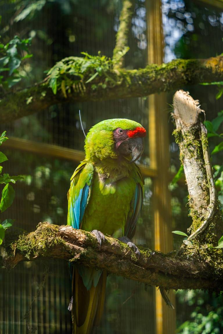$!Fotografía del guacamayo verde mayor liberado.