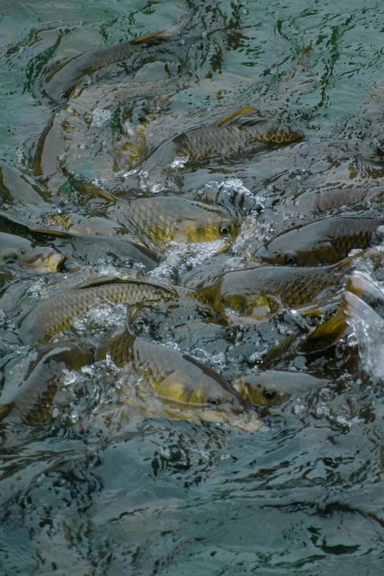 $!La carpa común, generalmente introducida en lagos y ríos, remueve sedimentos y destruye hábitats de peces nativos.