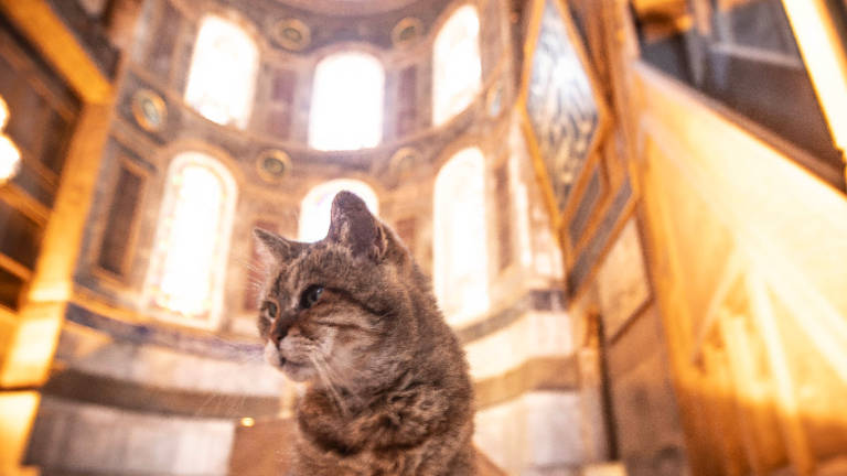 Gli, la gata que vive en un templo en Turquía