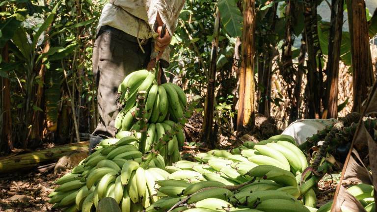 Banano ecuatoriano en riesgo: productores proponen medidas ante el Fusarium R4T