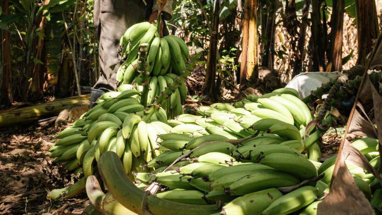 Cosecha de bananos en una plantación tropical. (Pexels / Gilmer Díaz)