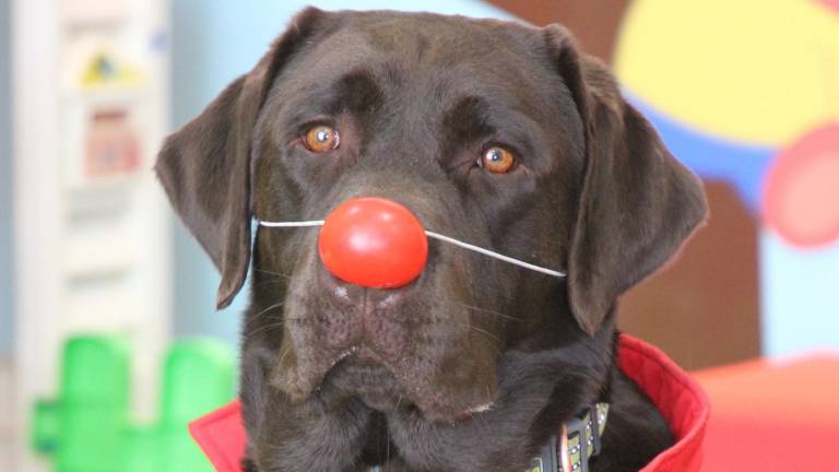 De Aldo a Patch: el legado del primer perro de asistencia dental del Ecuador