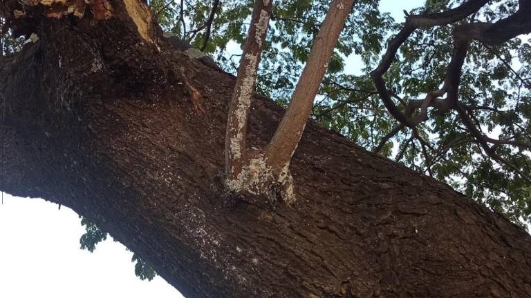 Árboles se están quedando sin hojas en Guayaquil por el avance de plagas