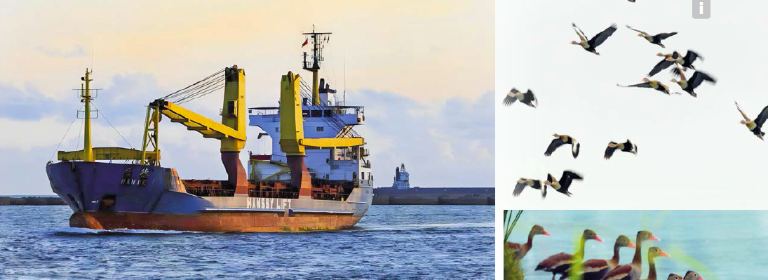 $!Crecimiento acelerado de islotes y miles de aves: ¿Por qué se ha demorado tanto el dragado en Guayaquil?