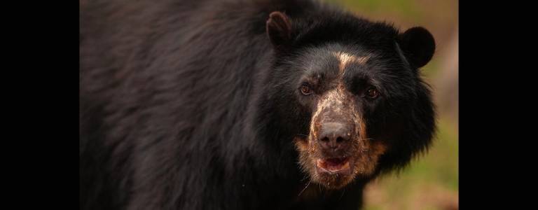 $!El oso de anteojos el animal símbolo de la reserva.