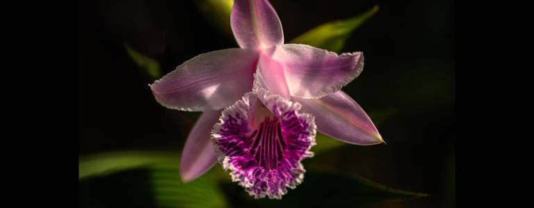 $!Podocarpus es un orquideario en potencia, tiene diferentes y coloridos tipos de esta hermosa planta
