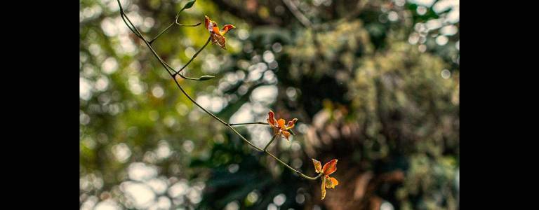 $!En Podocarpus hay más de 3.000 especies de plantas.