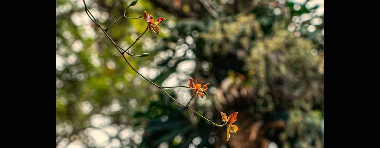 $!En Podocarpus hay más de 3.000 especies de plantas.