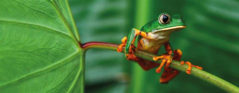 $!Yasuní se considera uno de los lugares más biodiversos del mundo.