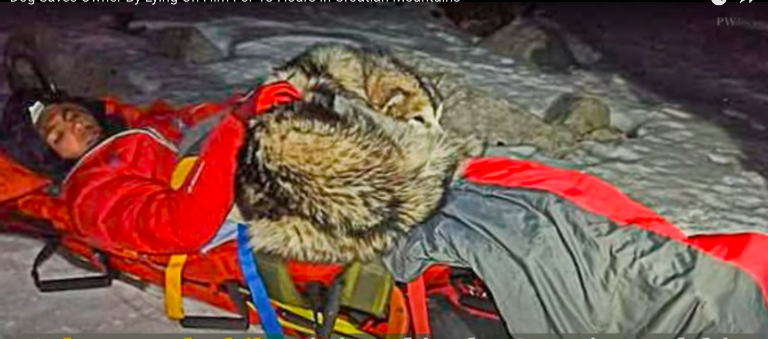 $!Perrito salva a un excursionista que cayó de un barranco estando 13 horas sobre él en Croacia