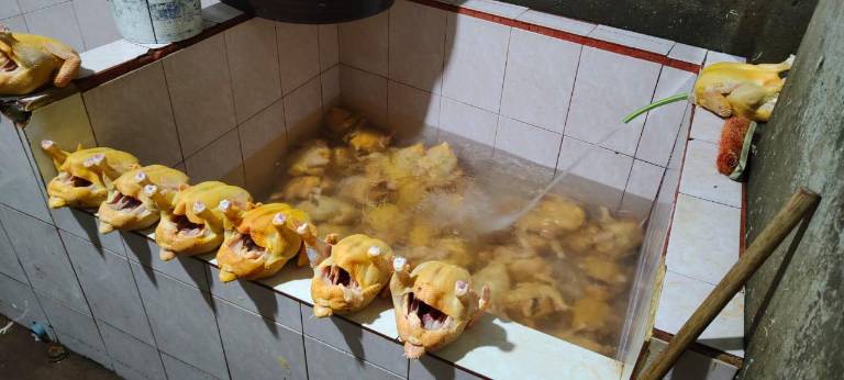 $!Pollos inflados en Quito.