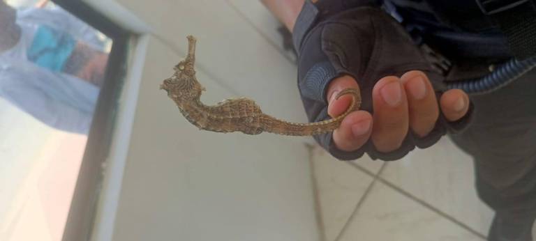 $!Los caballitos de mar fueron entregados al Ministerio del Ambiente para su manejo técnico.