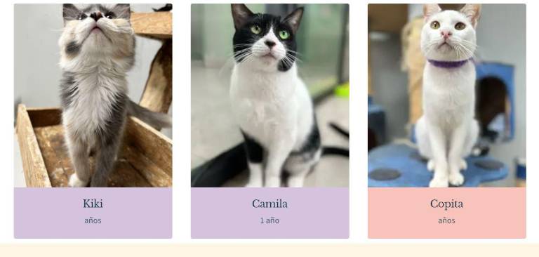 $!En la página de adopción de la Dirección de Bienestar Animal, cuyo enlace está al final del artículo, los ciudadanos también pueden iniciar el proceso de adopción de un gato.