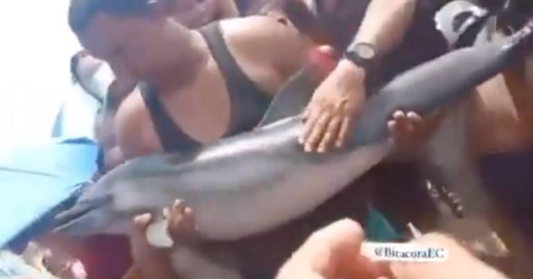 $!Delfín fue exhibido en una playa de Puerto López.