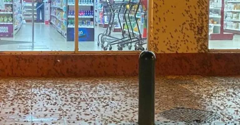 $!Fotografía de invasión de grillos en varios sectores de Guayaquil.