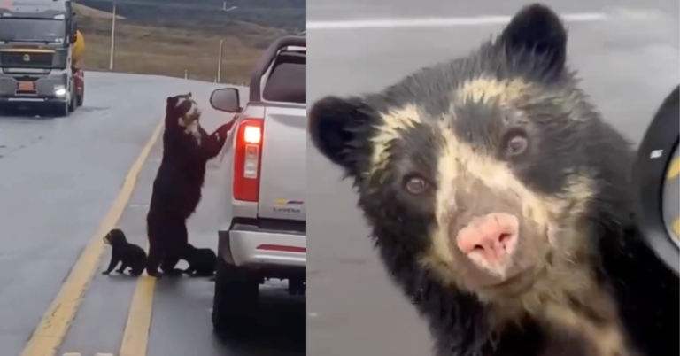 $!Capturas del video del avistamiento de la familia de oso de anteojos.