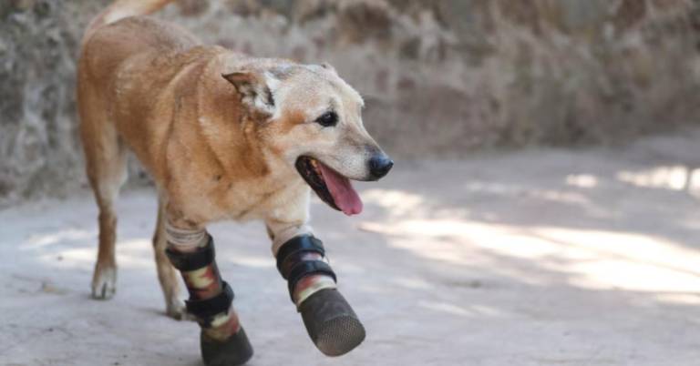 $!La Ley busca establecer penas de prisión superiores a dos años para quienes cometan actos de crueldad animal.