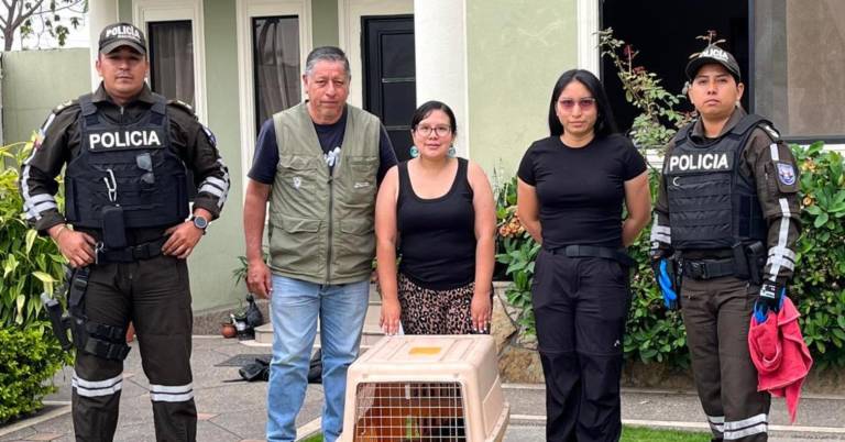 $!El oso hormiguero fue atendido de forma oportuna y trasladado a un centro de rescate autorizado.