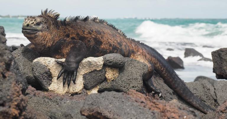 $!Fotografía de una iguana marina de Galápagos descansando en unas rocas.