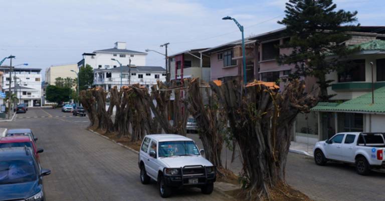 $!Nueve ejemplares de ficus fueron podados dejando sin hogar a cientos de aves que habitaban en ellos en el mes de agosto de 2025.