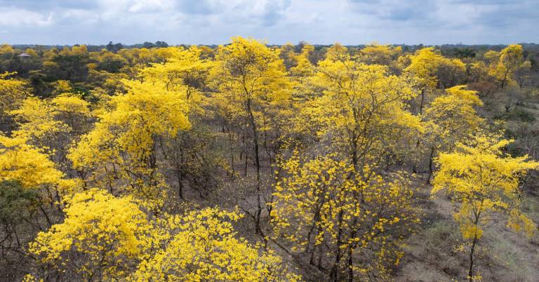 $!Colimes recibe a miles de turistas por el florecimiento de los guayacanes.