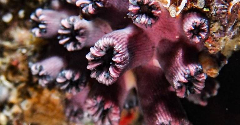 $!Fotografía de R. wellingtoni, un coral solitario que fue redescubierto en los acantilados submarinos de Galápagos.