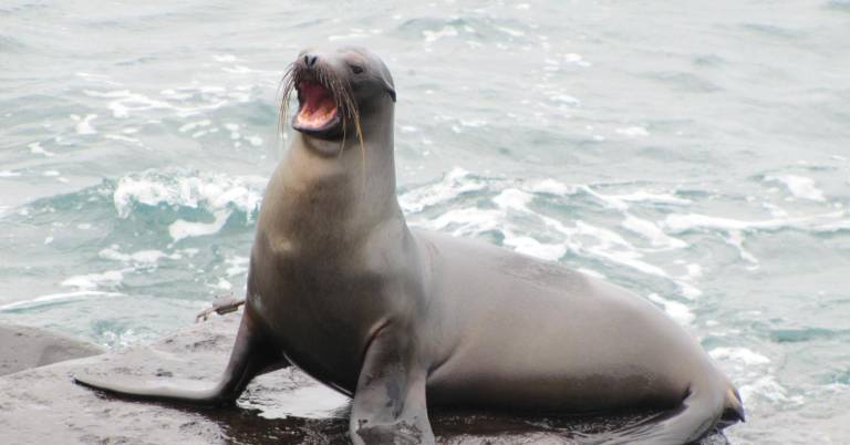 $!Fotografía de un lobo marino de Galápagos sentado en una roca.