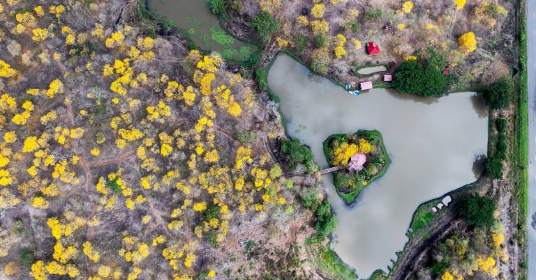 $!Vista área del paisaje de los guayacanes en Colimes.