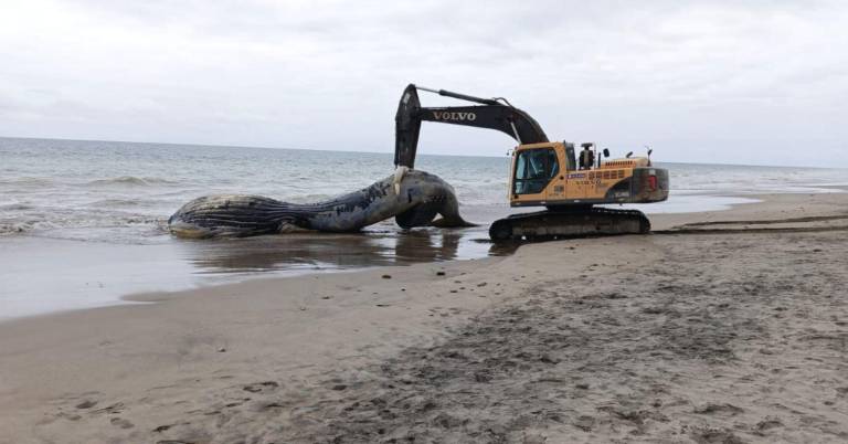 $!Maquinaria pesada trabajó en la excavación de un hoyo para poder retirar la ballena del lugar