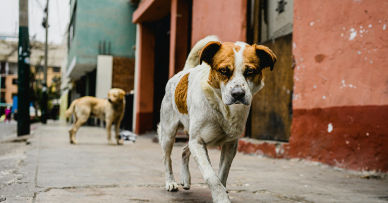 $!La enfermedad suele afectar con más frecuencia a perros desnutridos, abandonados o con sistemas inmunitarios débiles.