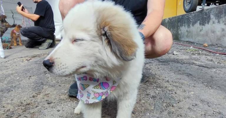 $!El cachorro que fue rescatado de la calle cuando era muy pequeño ahora se llama Quito, en honor a la ciudad donde conoció a su nueva familia.