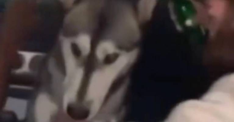 $!Exigieron que los responsables enfrenten consecuencias legales, al considerar el hecho como un caso de maltrato animal.