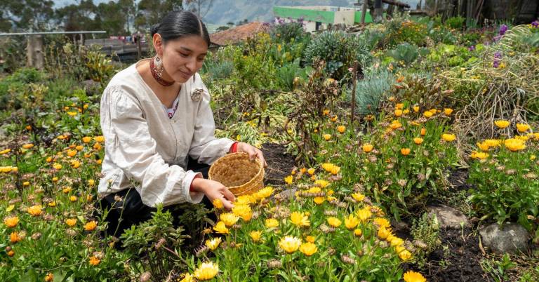 $!Fotografía del prado que tiene Kinti Samay Quinatoa, fundadora de la marca de moda ecuatoriana Kilaya, en su casa. De allí extrae plantas para tinturar las prendas de ropa.
