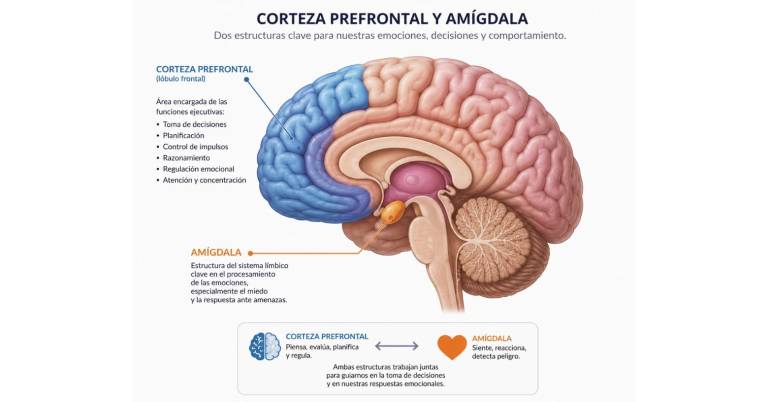 $!Ilustración de la corteza prefrontal generada por inteligencia artificial.
