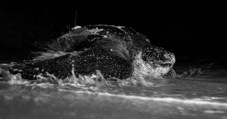 $!La tortuga laúd bautizada como Lucero, en la Playa Pajonal, Ecuador. Fue la primera hembra de esta especie marcada con un transmisor satelital.