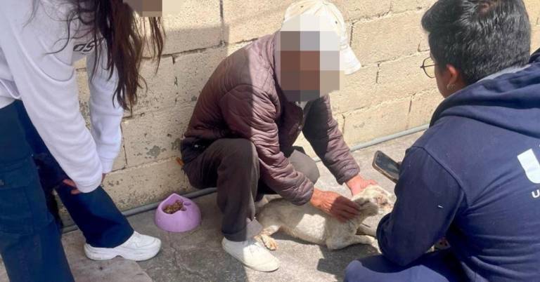 $!Sancionan con más de USD 11.000 a persona que maltrató a sus perros en Quito