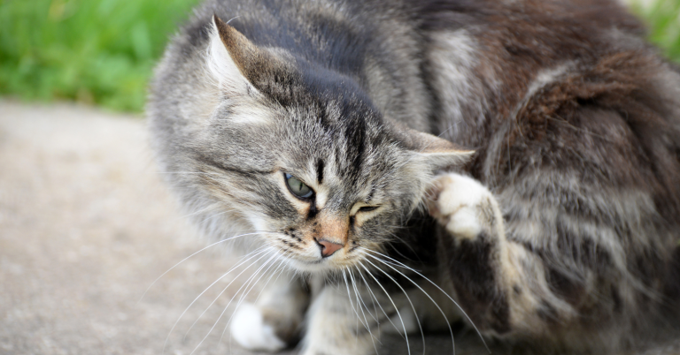 $!Un gato en el patio de su hogar rascándose la oreja por presencia de pulgas.
