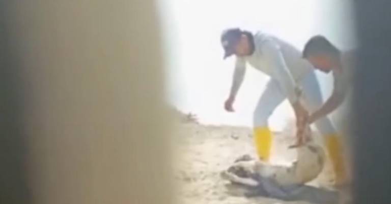 $!Personas agarrando a un perro de sus piernas.