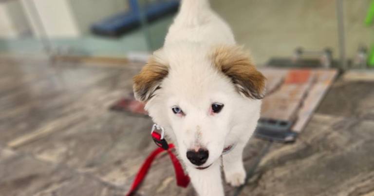 $!Confirmaron que se están cumpliendo todos los protocolos veterinarios y legales para que “Quito” pueda viajar a Estados Unidos junto a su nueva familia.