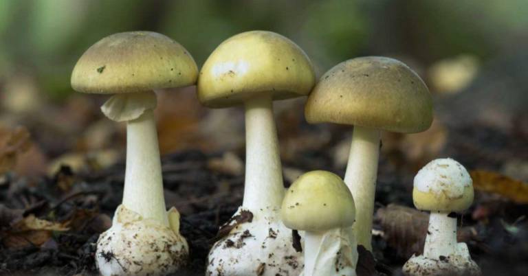 $!Hongos ‘amanita phalloides’.