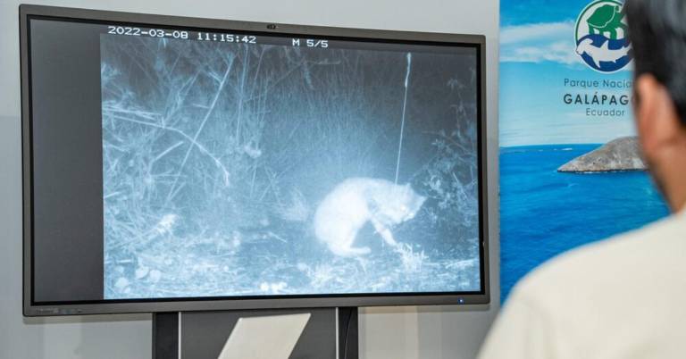 $!Los gatos ferales y las ratas se comen los huevos de las iguanas rosadas y los juveniles de hasta tres años.